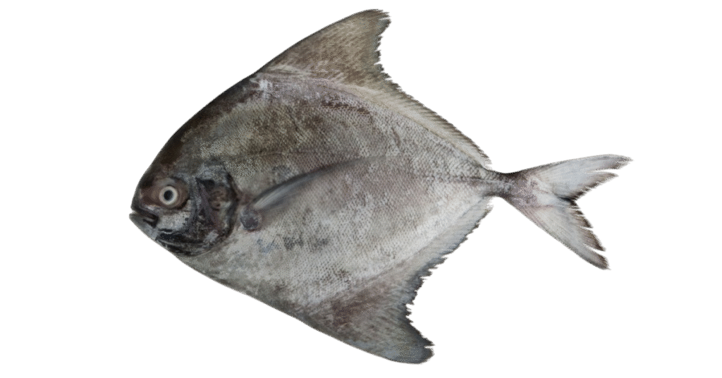 BLACK POMFRET FISH