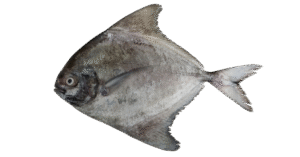 BLACK POMFRET FISH