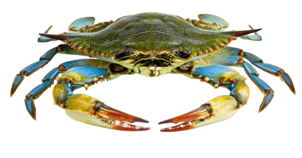 BLUE CRABS