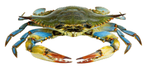 BLUE CRABS