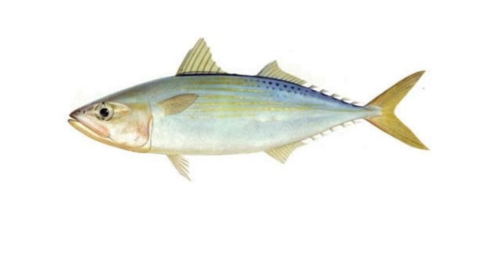 INDIAN MACKEREL FISH