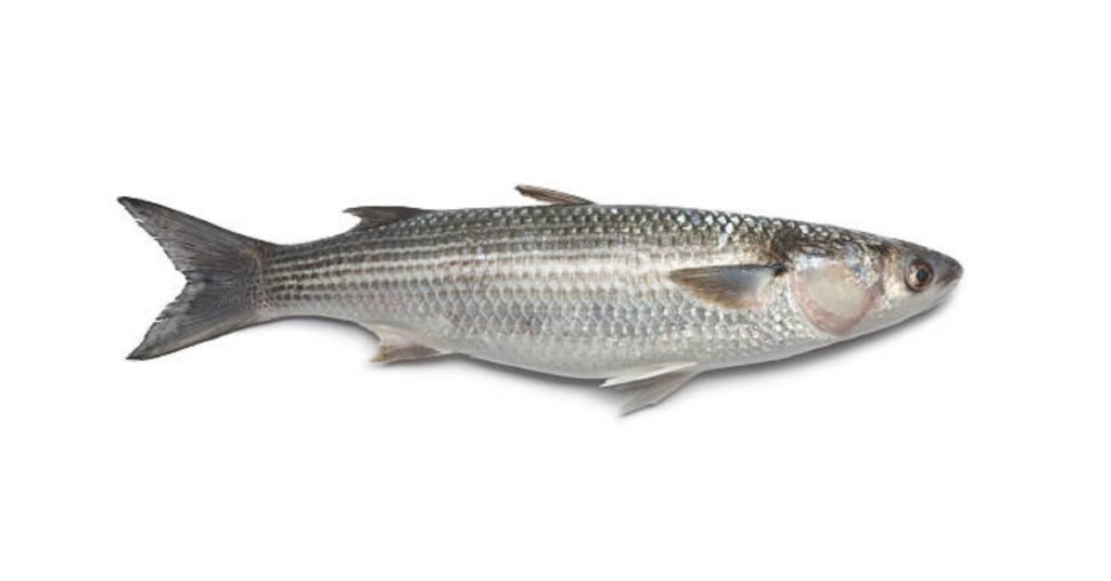 MULLET FISH