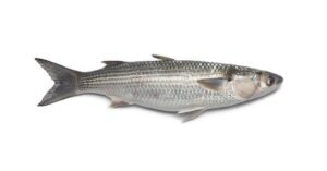 MULLET FISH