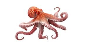 OCTOPUS