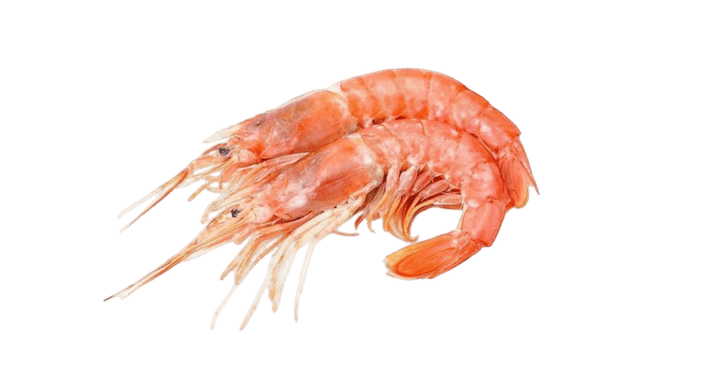 PINK PRAWN