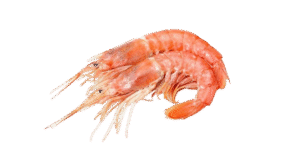 PINK PRAWN