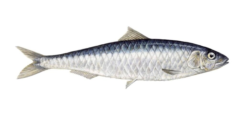 SARDINES FISH