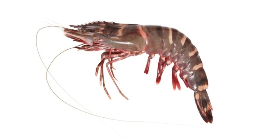 SEA TIGER PRAWN