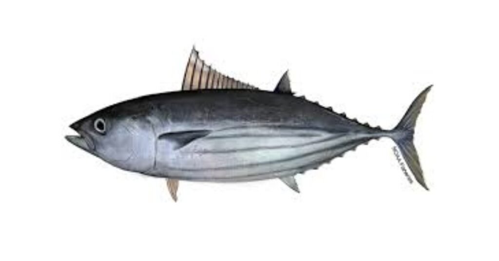 SKIPJACK TUNA FISH
