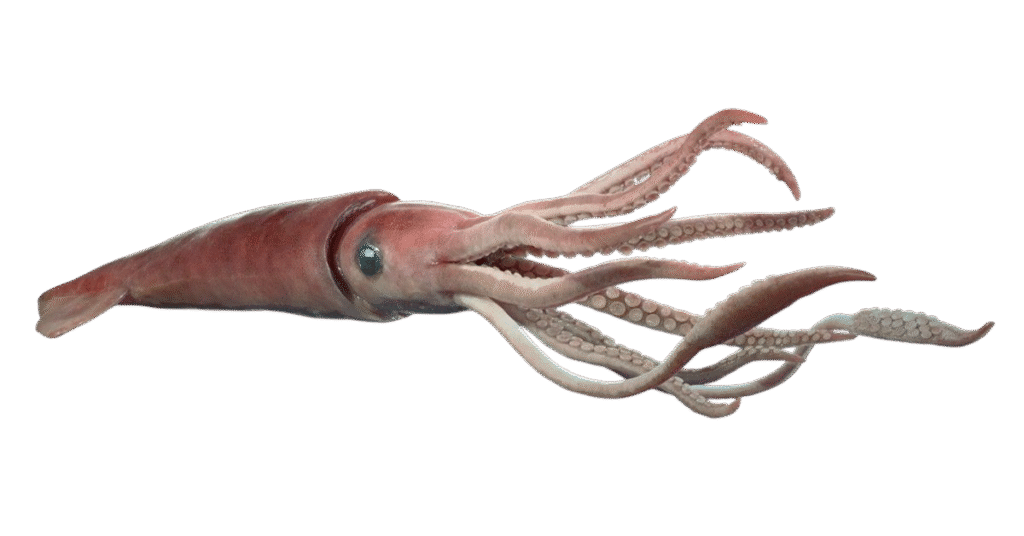 SQUID