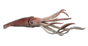 SQUID