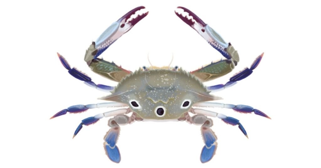 THREE SPOTTED CRAB