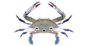 THREE SPOTTED CRAB