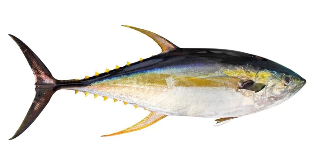 YELLOW FIN TUNA FISH